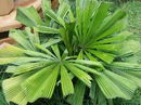 Licuala spinosa